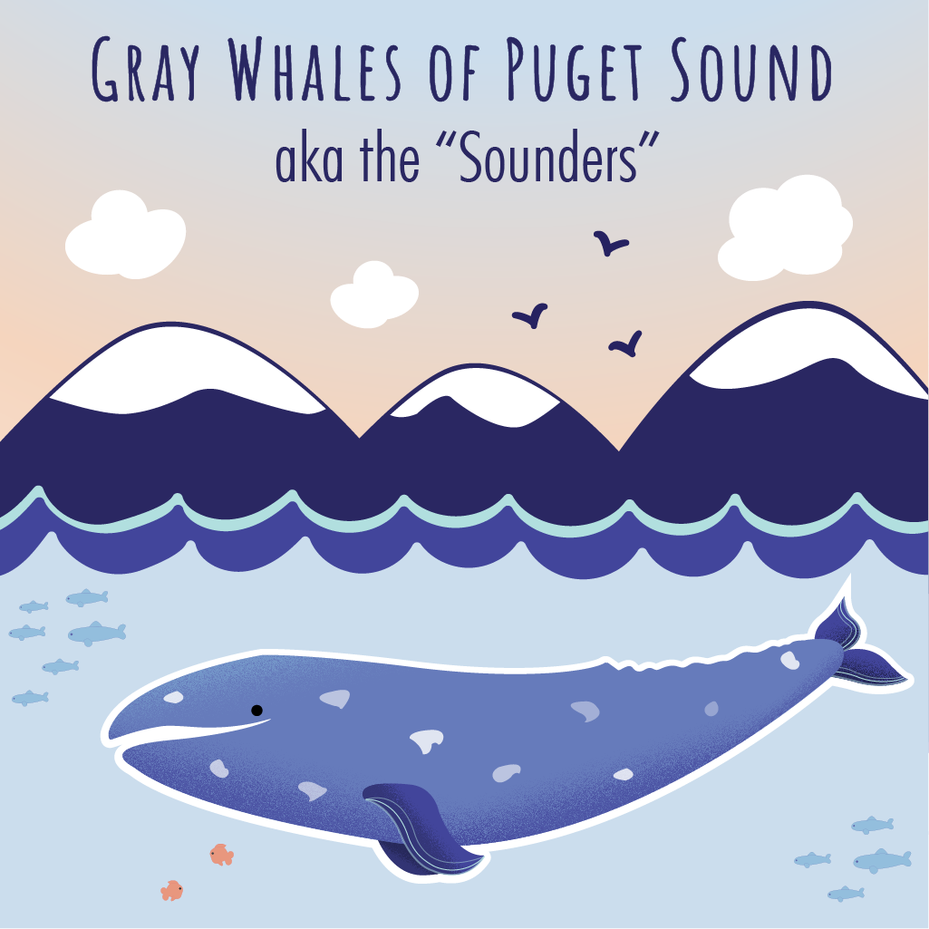 Gray Whales of Puget Sound Title Image