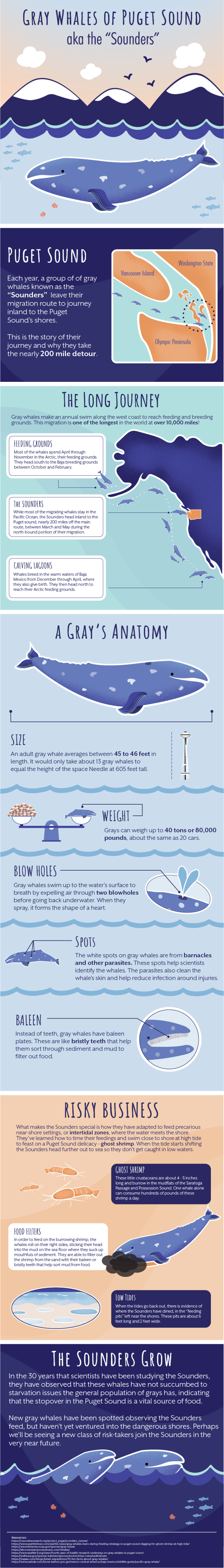 The Sounders - Gray Whales of Puget Sound